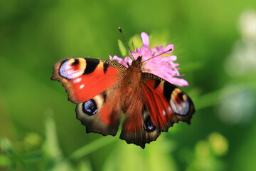 Butterfly on flower, macro photography