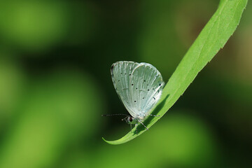 Butterfly on stem, macro photograpgy