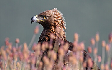 a serious golden eagle in the mountain in spain