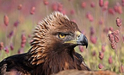 a serious golden eagle in the mountain in spain