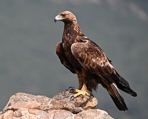 a serious golden eagle in the mountain in spain