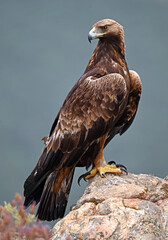 a golden eagle in the mountain on spain