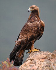a serious golden eagle in the mountain in spain