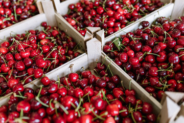 Fresh cherries piled in wooden crates at a local market during summer harvest season