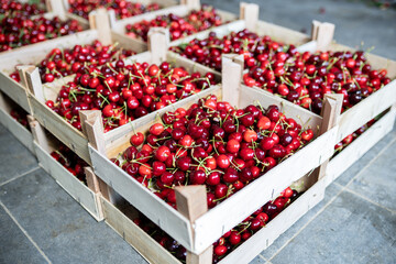 Freshly harvested cherries in wooden crates at a local market during summer season