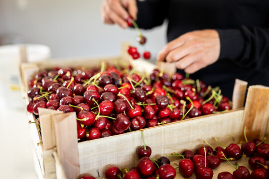Harvesting ripe cherries in a wooden crate during summer season