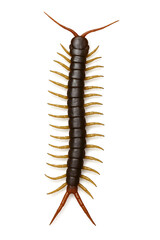Brown centipede with yellow legs isolated on white background. Top view macro shot of arthropod insect, venomous crawling myriapod with segmented body, multiple legs, natural pest control concept