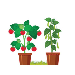 Flower top vector design illustration