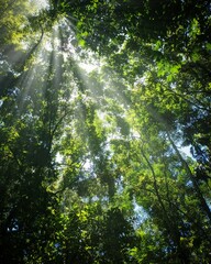 sun rays in the forest