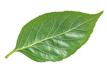 Obraz premium Detailed green leaf veins close-up photo, botanical illustration, nature study, garden element, plant anatomy, isolated on transparent background