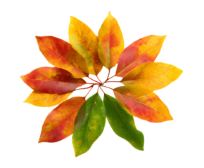 Organic sassafras foliage isolated white background