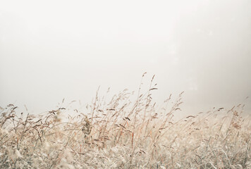 Foggy Landscape with Grasses, Beige Background, Simple Nature Aesthetic