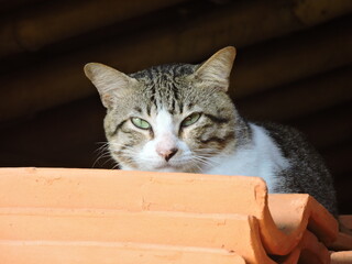 Majestic Tabby Cat Resting on Orange Roof Tiles