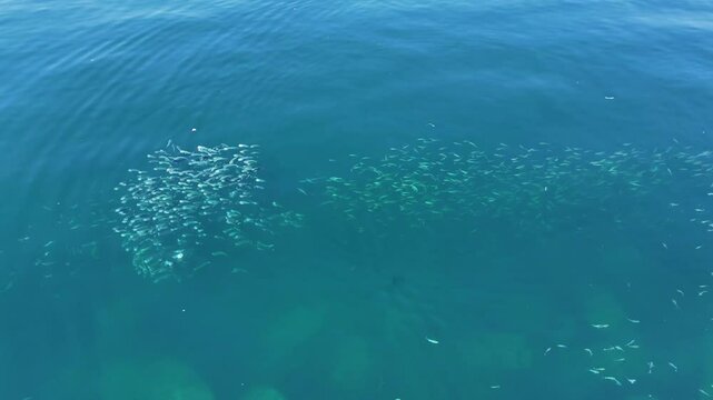 Fsh from the top of the sea