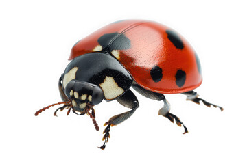 Detailed macro photo of a red and black ladybug ladybird beetle with spots close-up insect photography isolated on transparent background