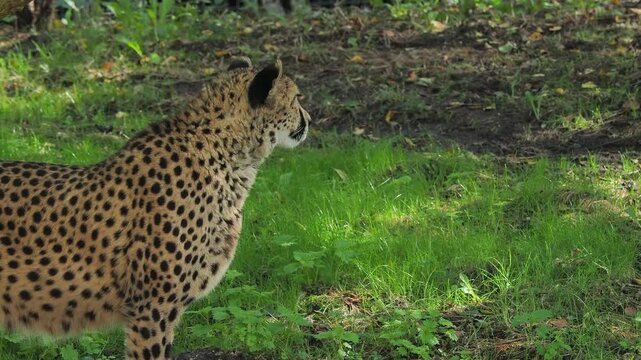cheetan portrait on blurred green background, sound