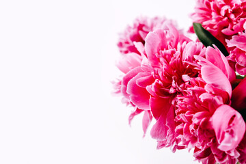 Blooming Peony Flowers, Large, in-bloom bright Pink Peony flowers in a glass pitcher.