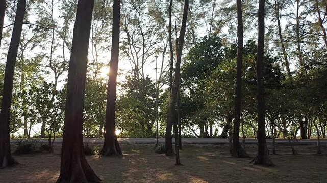 sunset sunrise sun light at pine tree forest nature view
