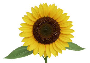 Isolated Vibrant Sunflower with Green Leaves