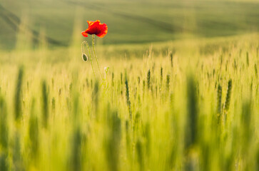 Solitary poppy on a spring field, illuminated by the warm orange glow of a summer evening