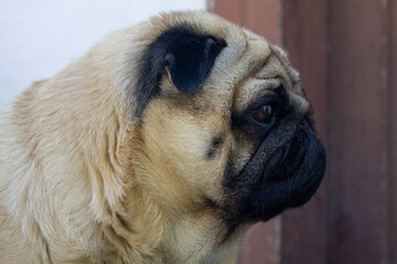 serious pug dog portrait. side view

