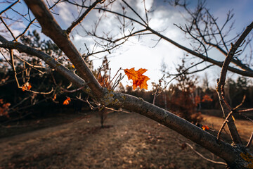 orange leaves on trees in late autumn in november