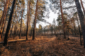 forest late autumn november samara region tolyatti