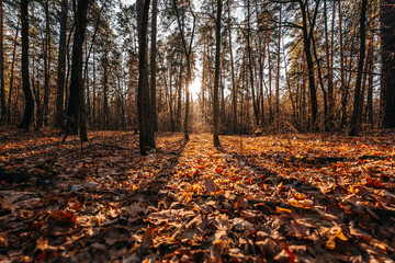forest late autumn november samara region tolyatti