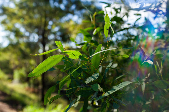 Fototapeta Backlit green native eucalyptus gum tree leaf in sunlight