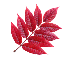 Sumac leaves in bright fresh botanical layout