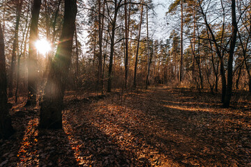 forest late autumn november samara region tolyatti