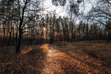 Naklejka premium forest late autumn november samara region tolyatti