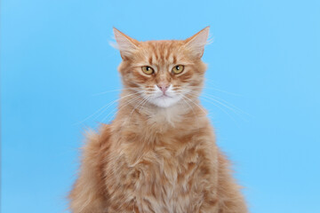 Close-up portrait of fluffy ginger cat looking serious on blue background. Studio animal photo with emotional expression.
