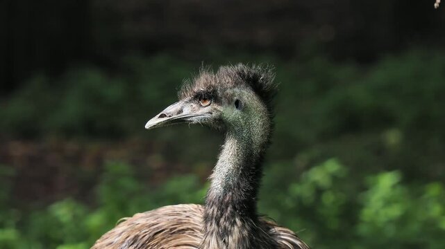 emu ostrich in the wild, sound