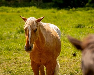 Pferd auf Koppel