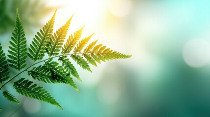 Fern Leaf with Soft Natural Lighting