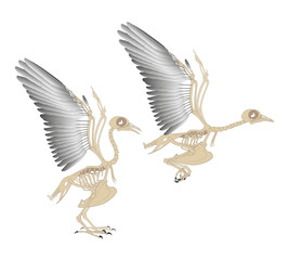 The structure of the skeleton and wing of a standing and flying bird