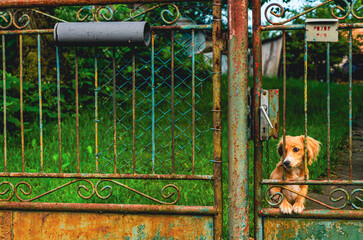 A dog is sitting in front of a gate. The gate is rusted and has a sign on it