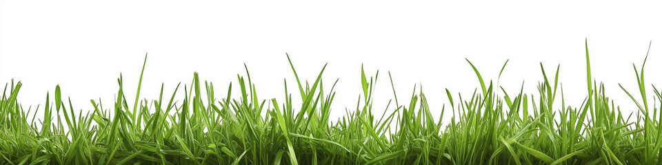 Obraz premium Lush Green Grass Blades Against a White Background