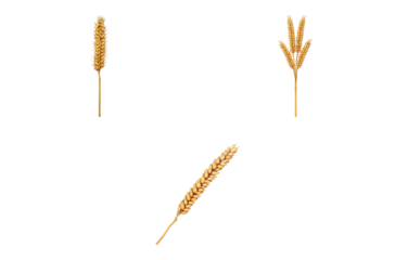 Single golden wheat stalk ear detailed photorealistic