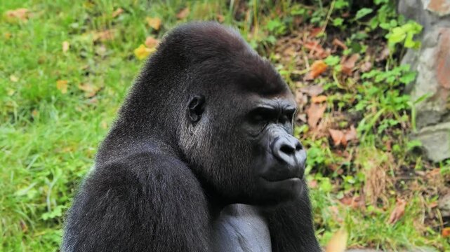 gorilla playing with a piece of apple on a green background, slow motion