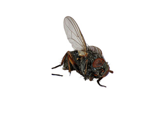 dead housefly png