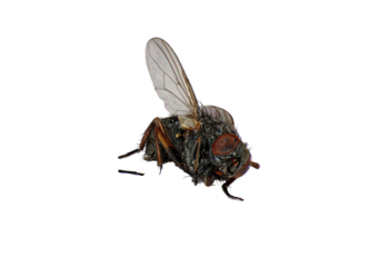 dead housefly png