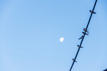 A group of swallows are sitting on a wire. The wire is above a moon. The sky is blue