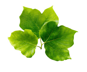 Healthy Tulip Tree Leaf Cluster for Botanical Design