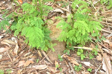 acacia tree growth from timber and wood cutting on ground in garden