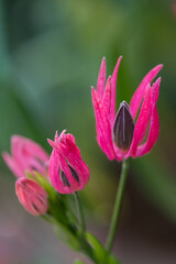 Fototapeta premium パボニア インテルメディアの花