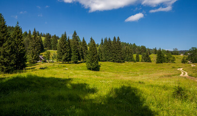 Summer in the Julian Alps - mountain pastures around Lake Bohinj