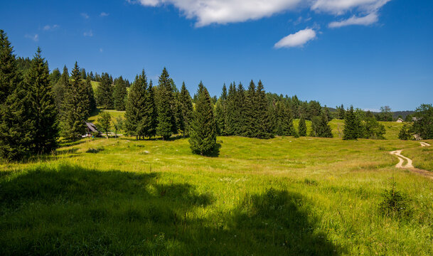 Summer in the Julian Alps - mountain pastures around Lake Bohinj