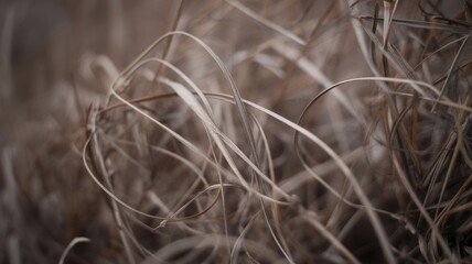Obraz premium Close-up of dry twisted grass stems in natural setting